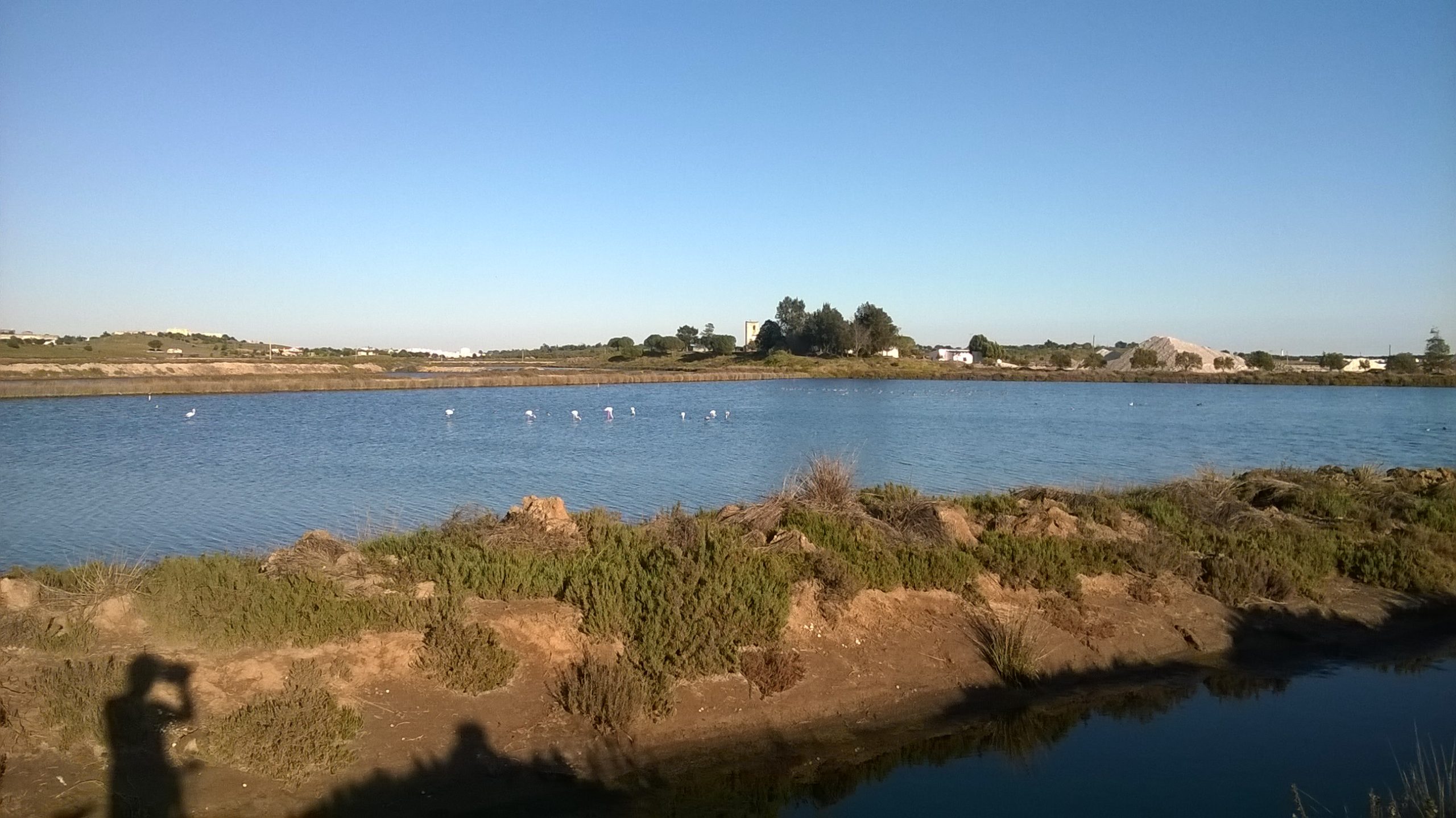 Observação de aves