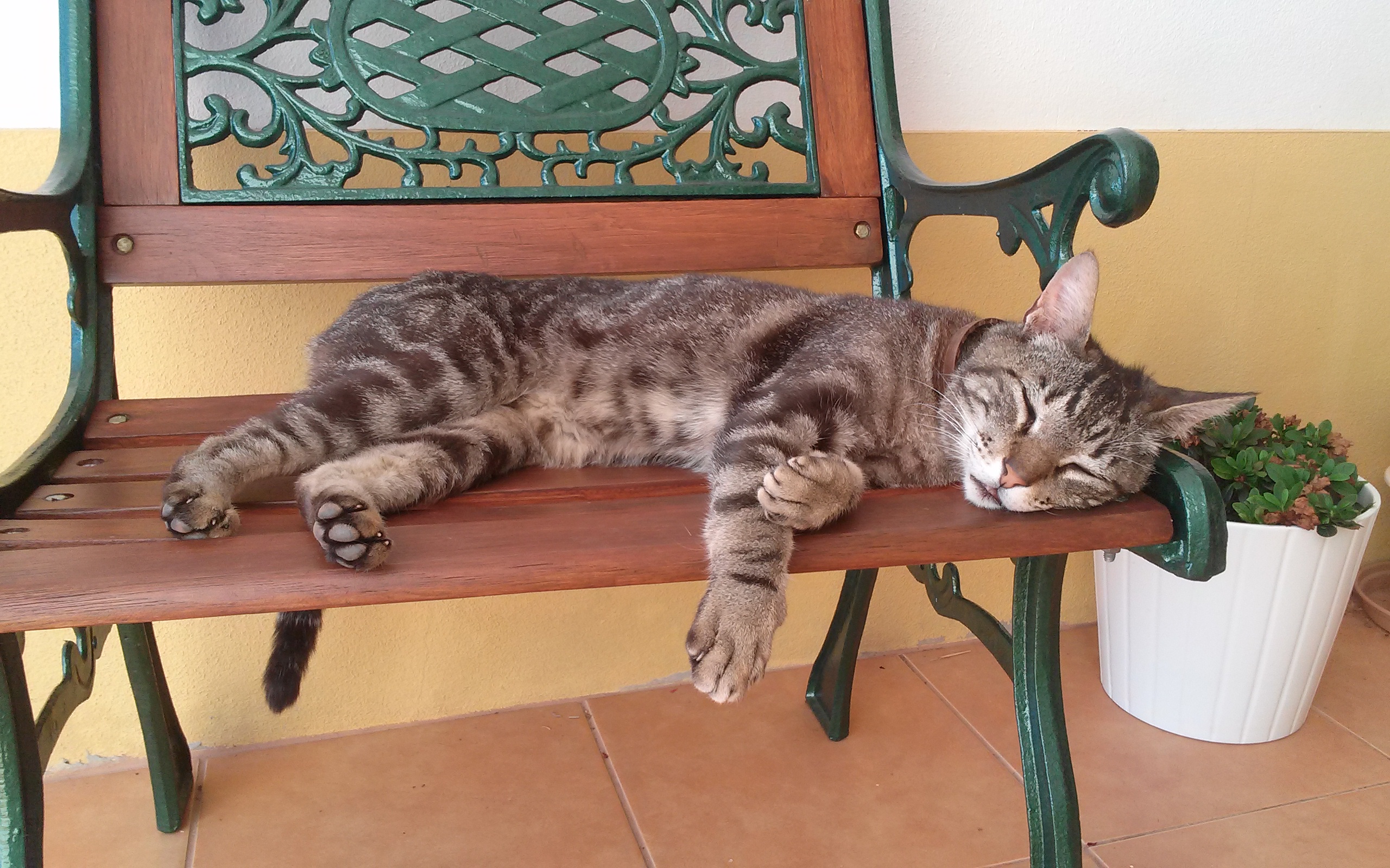 gato
